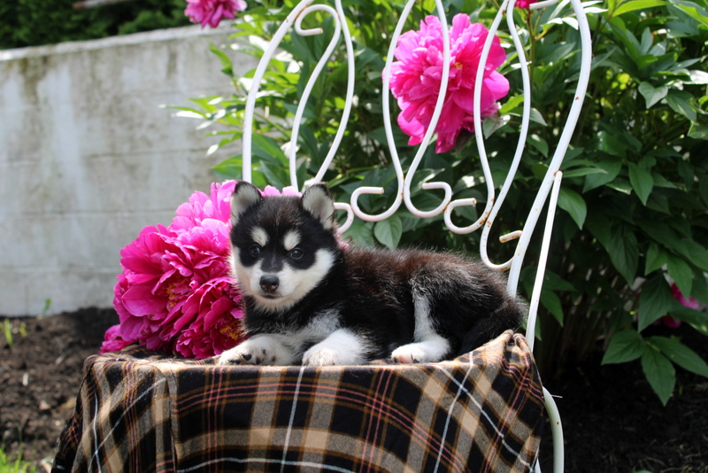 puppy, for, sale, Pomsky, Matthew B. Stoltzfus, dog, breeder, Gap, PA, dog-breeder, puppy-for-sale, forsale, nearby, find, puppyfind, locator, puppylocator, aca